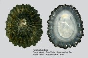 Patella lugubris